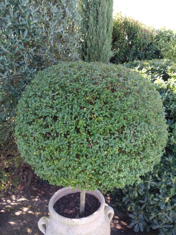 Jardin entretenu par paysagiste à Pertuis